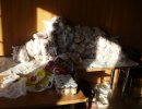 2013 Caritas paczki na Boże Narodzenie